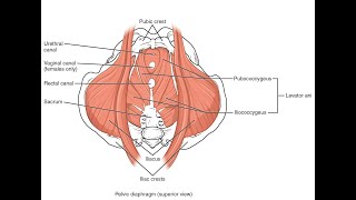 Muscles that make up the Urogenital diaphragm and Pelvic diaphragm [upl. by Selemas821]