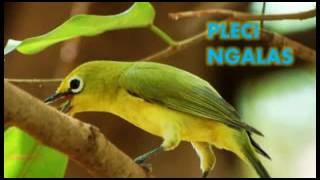 MASTER SUARA PLECI ALAM LIAR [upl. by Teodoro]