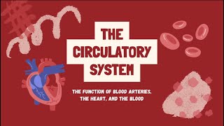 The Circulatory System artery capillaries veins [upl. by Eade]