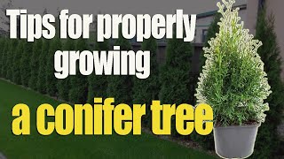 What Should You Know About Conifers Before Planting [upl. by Onitselec]