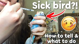 How to Tell if Your Bird is Sick amp What to Do  My budgie has a crop infection [upl. by Carothers]