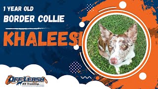 Khaleesi  1 Year Old Border Collie  Off Leash Border Collie Training Georgia [upl. by Sul336]