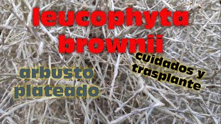 CUIDADOS Y TRASPLANTE DE LA LEUCOPHYTA BROWNII O ARBUSTO PLATEADO [upl. by Esaj]