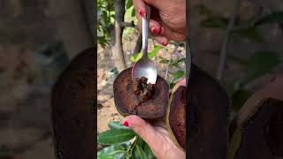 Penampakan biji blacksapote blacksapote [upl. by Nohtiek]