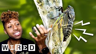 Bug Expert Explains Why Cicadas Are So Loud  WIRED [upl. by Enrichetta237]