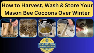 How to Harvest Wash amp Store Your Mason Bee Cocoons Over Winter savethebees pollinators bees [upl. by Ahdar]