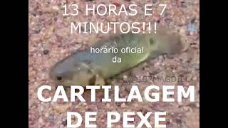 horario oficial da cartilagem de pexe [upl. by Paradies]