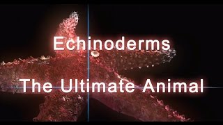 Shape of Life Echinoderms  The Ultimate Animal [upl. by Hoeg]