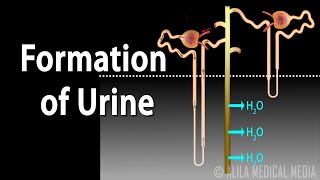 Formation of Urine  Nephron Function Animation [upl. by Marvella]