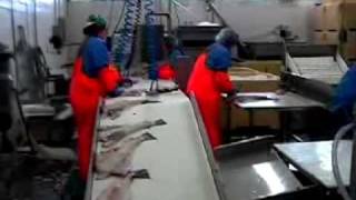 Salt Fish Processing Plant [upl. by Leahciam]