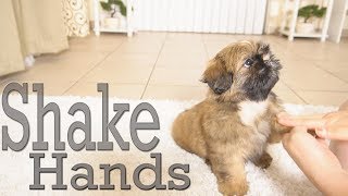 How to Train Your puppy to Shake Hands  Shih Tzu TOO CUTE [upl. by Mayne]