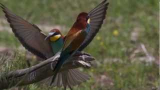 les oiseaux du lac kerkini [upl. by Risa]