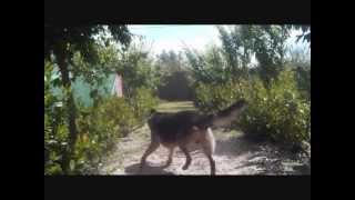 Oscar Amazing German Shepherd Dog Parkour [upl. by Aryl]