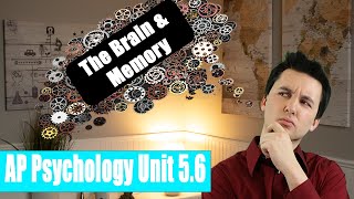 Biological Bases For Memory AP Psychology Unit 5 Topic 6 56 [upl. by Nauquf]