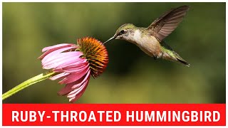 Rubythroated Hummingbird Feeding From Coneflower [upl. by Bore]