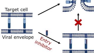 Virus Fusion Inhibitors  Virus Entry inhibitor Drugs or Agents [upl. by Eelloh105]