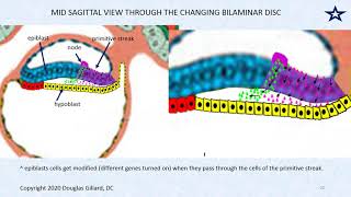 Embryology Gastrulation The Process of Forming the Primitive Streak and Three Germ Layers [upl. by Dahsra]