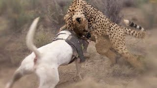 21 Momentos de los Perros Más Fuertes Luchando contra Leopardos  Perro vs Leopardo [upl. by Eiduj]