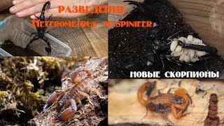 Разведение Heterometrus spspinifer Новые скорпионы [upl. by Samuele]