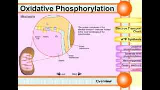 Oxidative phosphorylation [upl. by Ohcirej518]