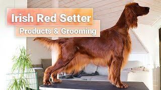 Grooming Part 3  Irish Red Setter  Products  So Posh [upl. by Fabriane]