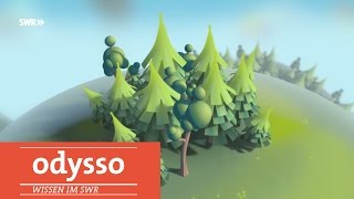 Wald  Warum wir den Wald überfordern  SWR Wissen [upl. by Siocnarf]