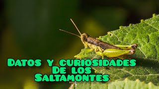 Descubre las fascinantes curiosidades de los Saltamontes [upl. by Charlotta203]