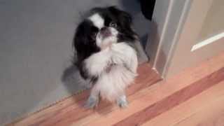 Bonzai The Japanese Chin Dog quotChin Spinningquot for Dinner [upl. by Attenhoj]