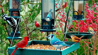 🔴LIVE Spring Garden Bird Feeder Orioles Hummingbirds RoseBreasted Grosbeaks have arrived [upl. by Gen]