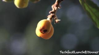 Canon 7D amp EFS 55250mm Lens 1080P HD Video Test [upl. by Maxi248]