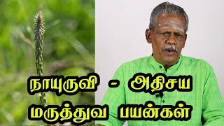 நாயுருவி  அதிசய மருத்துவ பயன்கள்  Achyranthes Aspera Herb Uses Benefits Cures in Tamil [upl. by Eener]