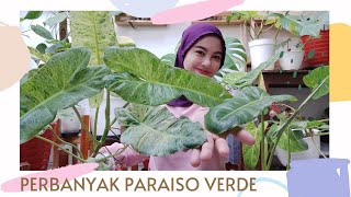 PERBANYAK PHILODENDRON PARAISO VERDE gampang banget [upl. by Mia]