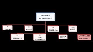 Vitaminas hidrosolubles Vitamina B12 o Cobalamina [upl. by Glover]