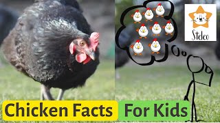 Chickens for Kids  15 interesting facts about CHICKENS [upl. by Aleehs]