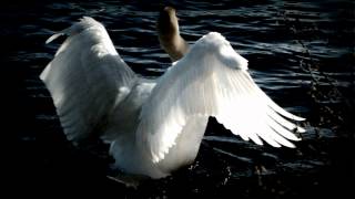 Tchaikovsky  Swan Lake Swan Theme [upl. by Fatima]