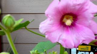 Hollyhock Plant  Impossible to Get Rid of the Hollyhock Plant  Opinion Vlog [upl. by Grosvenor172]