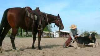 Ranch roping one man steer doctoring [upl. by Lorn24]