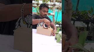 Tolumnia orchid packaging plants video shorts trending viralvideo youtubeshorts subscribe [upl. by Norvun]