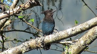 Stellers Jay Calling [upl. by Adnirem]