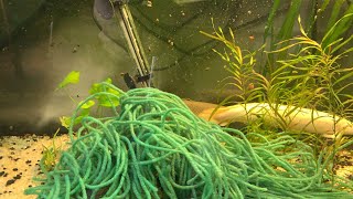 Bichir breeding and egg retrieval live [upl. by Katharyn154]