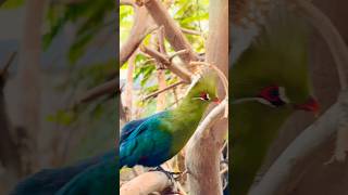 Beautiful turaco bird in zoo birds turaco [upl. by Marchese197]