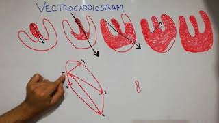 CVS physiology 32  vectrocardiogram  cardiac axis determination  ECG interpretation made easy [upl. by Arak164]