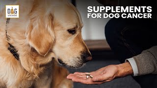 Supplements for Dogs with Cancer  Dr Demian Dressler Deep Dive [upl. by Larentia]