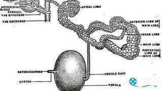 Life cycle of leech hirudinaria in hindi [upl. by Aicirtac724]