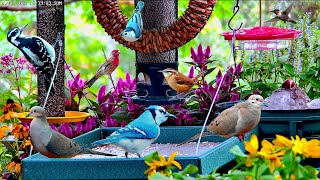 🔴LIVE Cottage Garden Bird Feeder Cardinals Woodpeckers Goldfinches and baby fledgling birds [upl. by Weidner]