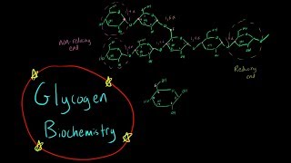 Glycogen Biochemistry EVERYTHING YOU NEED TO KNOW glycogen synthesis breakdown reducing end [upl. by Yruoc]