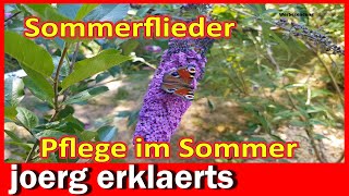 Schmetterlingsflieder im Sommer pflegen Sommerflieder ausputzen DIY Tutorial [upl. by Adnamra133]