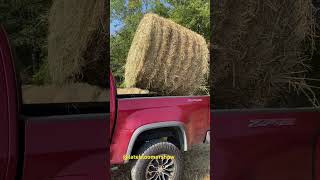 Got hay garden homesteader gardening growyourownfood [upl. by Paton156]