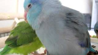 Baby Parrotlets learn to eat veggies amp drink water  5 weeks old [upl. by Ylen]