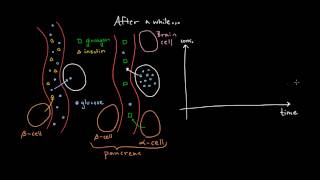 Insulin 2 What is glucagon [upl. by Suivatal]